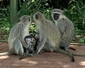 Zimbali Villa 'Piece of Paradise' in Ballito - Image 3