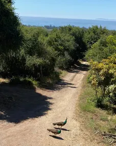 Quiet Ocean-View Cabin + Hot Tub • 20 acres - Image 5
