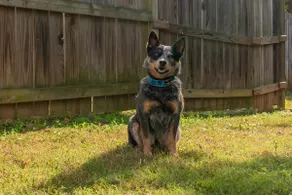 Quiet Stay Near Ballantyne-PetFriendly-FullyFenced - Image 3