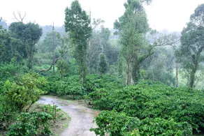 Coorg Retreats Plantation stay First floor 3 BHK - Image 4