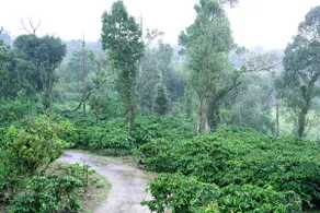 Coorg Retreats Plantation stay Ground floor 3 BHK - Image 5