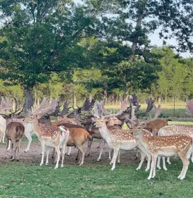 Safari Park House - Image 2