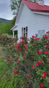 1900 Farmhouse with Luxury Spa Bath, 2 Master Bedrooms, Historic Home - Image 2