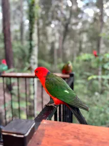 Treetops - Big Tiny in World Heritage Wilderness - Image 5
