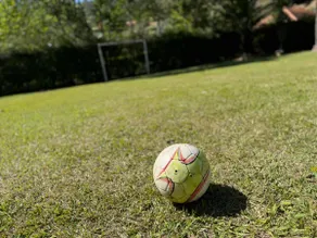 Palmeiras de Secretário - RJ - Image 2