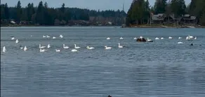 Sunset Lake Retreat@ Lake Tapps-Lakefront, Spacious, Sports court, Kayaks - Image 5