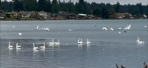 Sunset Lake Retreat@ Lake Tapps-Lakefront, Spacious, Sports court, Kayaks - Image 4