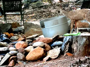 ”Amongst the Deer” Spa Pets ok A Julian Favorite - Image 5