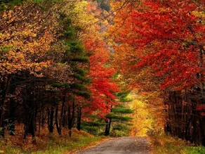 Catskills Mtn. Retreat, Hot Tub, Sauna & Fire Pit - Image 5