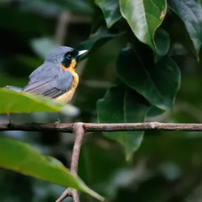 ”Birdsong @ Girralong” - Secluded forest cabin - Image 5
