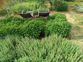 Absolute pleasure with the best natural aromas - Image 3
