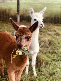 Alpacas | private balcony | rural setting - Image 5