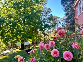 Weona Cottage - mountain views, walk to Leura - Image 4