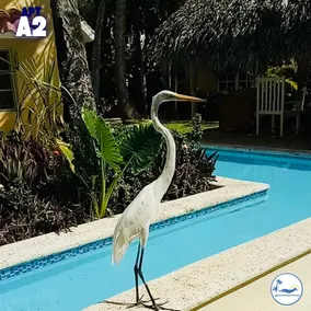 A2 Apartment on the beach in Los Corales, Punta Cana - Image 4