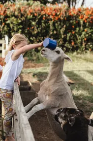 Luxury Farmstay | Feed the Alpacas, Sheep & Pony - Image 2
