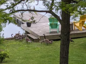 Osprey Nest Lakefront -sleeps 12, close to village - Image 3