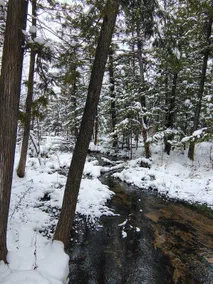 Quiet acre lot with cozy creek cabin & bathhouse - Image 3