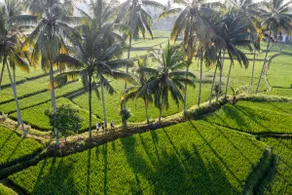 15% OFF | Serene Rice Field Honeymoon Escape - Image 2