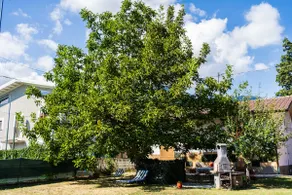 Da zia Concetta, casa vacanze immersa nel verde - Image 3