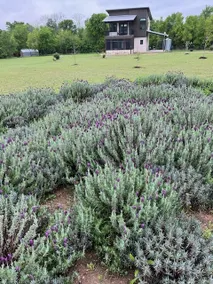 Texas Lavender, a modern romantic country retreat. - Image 3