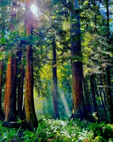 The Nature Sanctuary at Ocean Forest - Image 3