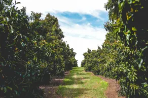 Luxe Avocado Orchard Escape - Image 5
