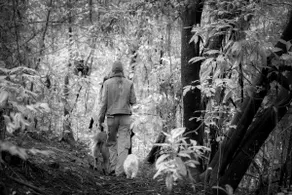 The Forest - Image 3