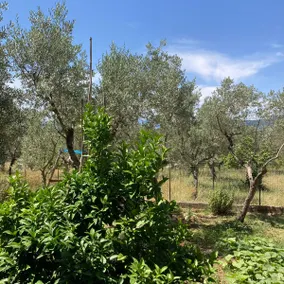 Casa Sisù-Apartment surrounded by olive trees - Image 4