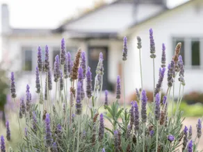 The Lavender Farmhouse - Image 4