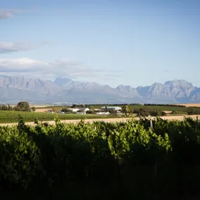 Doran Vineyards - Image 2
