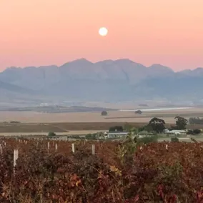 Doran Vineyards - Image 3