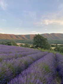 Provence Lavender view Luberon, Villa pool air conditioning. - Image 3