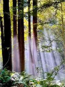 Ocean Forest Redwood TreeCabin - Image 2