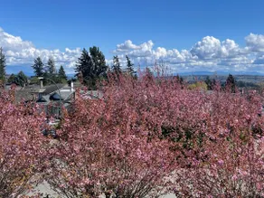 Beauty two bedrooms apartment-Ocean & Mount Baker - Image 4