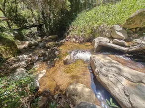 Topanga DragonFly House + Creek & Trails - Image 5