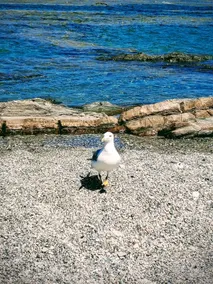 Appartamento L'Ulivo - Image 4