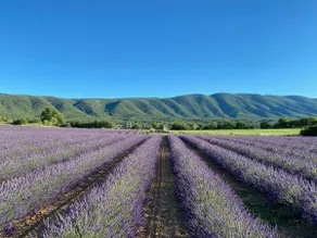 Bastide 1830, toll Aussicht, Lavender, Provence - Image 3
