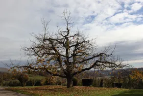 Time out in the orchard and vineyard - Image 5