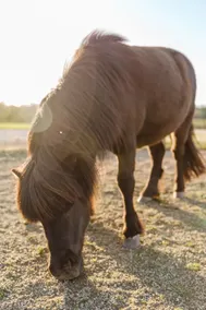 Two Fat Ponies - ”Sunrise” - Image 5