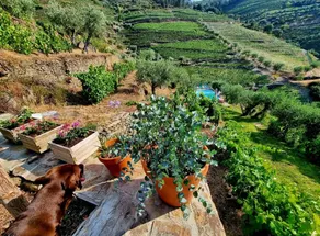 Quinta do Fraguil - Douro Valley - Image 3