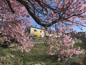 Domaine du Castellas - Image 3