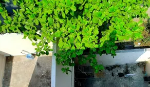 ”Madhuvan” Balcony - by Marine Drive, Raipur - Image 5