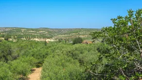 Olive Scent - Image 3