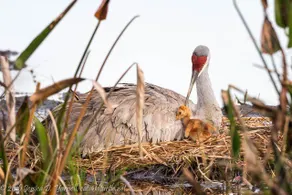 Birdwatching Oasis Heated Pool | Siesta Key Beach - Image 2