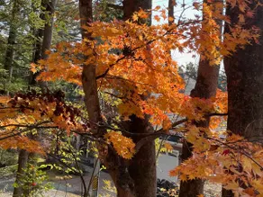 Newly opened - in the forest of Karuizawa! Maple Tudor House #2 - Image 3