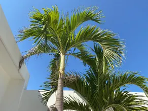 Casa Ohana II - Beachfront - Private Pool - Image 5