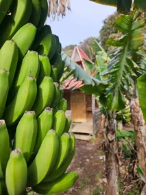 Banana Eco Camp - Image 2