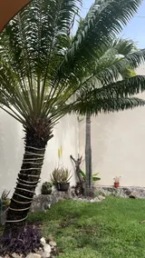 Casa Guayabo just 5 minutes away from Civac - Image 5