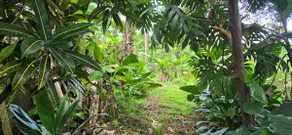 Rainforest Retreat~Central for Island Adventures!~ - Image 5