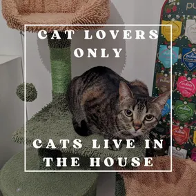 The Happy Place | Wi-fi, Netflix & Cats, Torino - Image 5